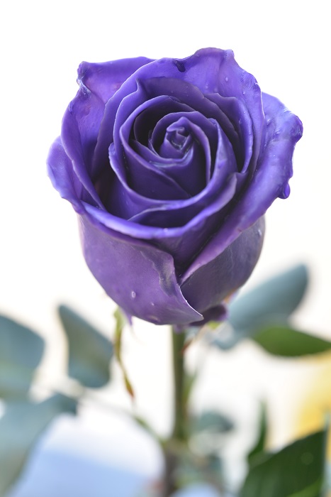 WAX ROSE