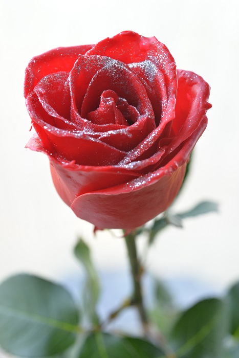 WAX ROSE