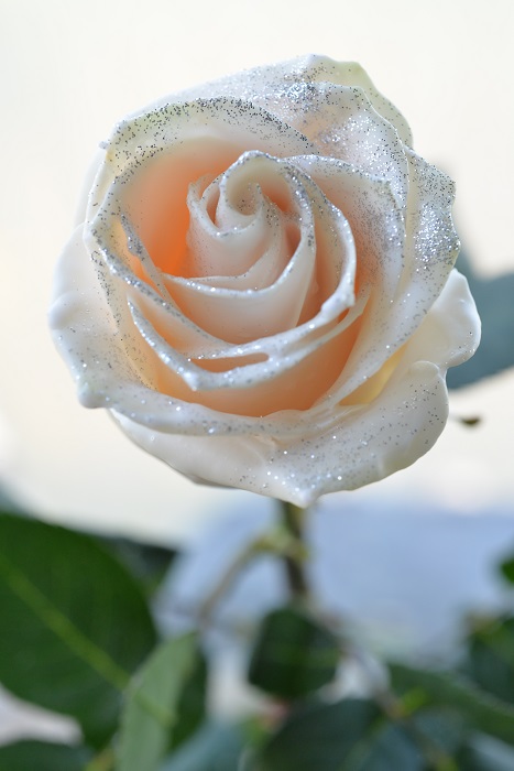 WAX ROSE