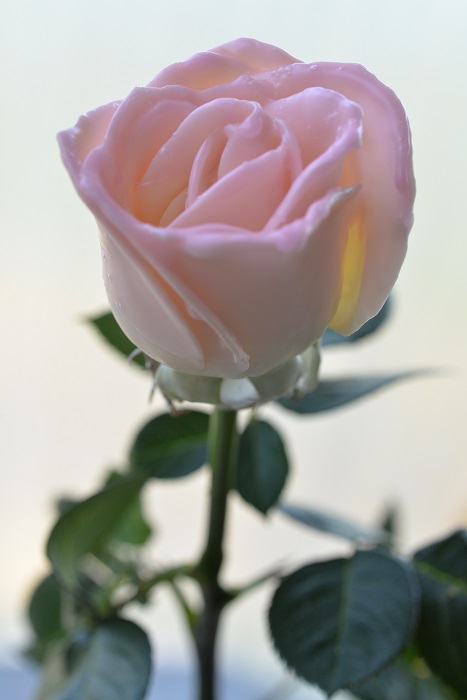 WAX ROSE