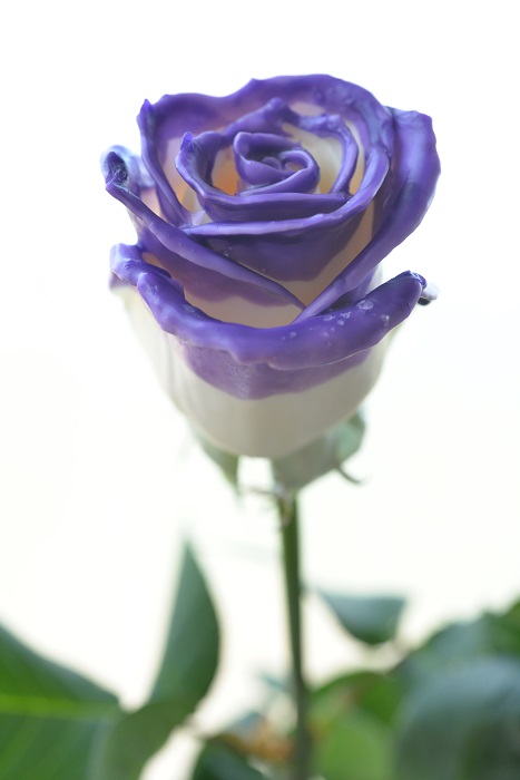 WAX ROSE