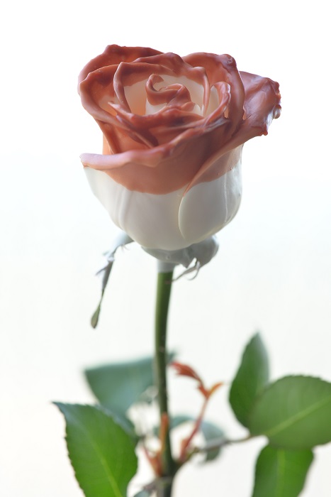 WAX ROSE