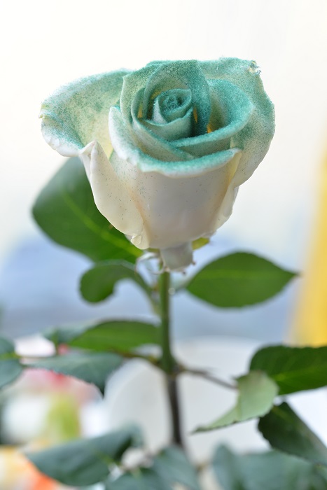 WAX ROSE