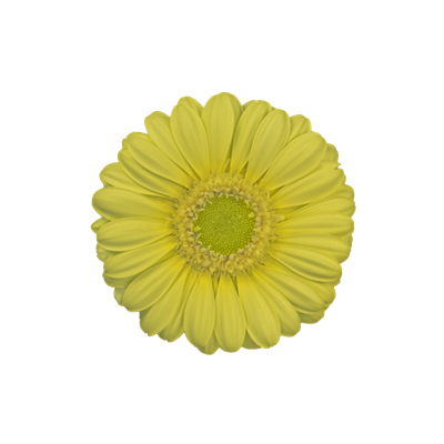 LEMON ICE